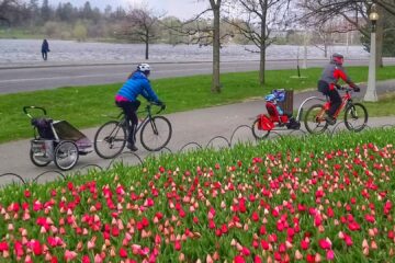 Two cyclists, each towing a trailer with a child, are riding along an asphalt path. There are bright red tulips in the foreground. There's a river in the background. Trees are mostly bare.