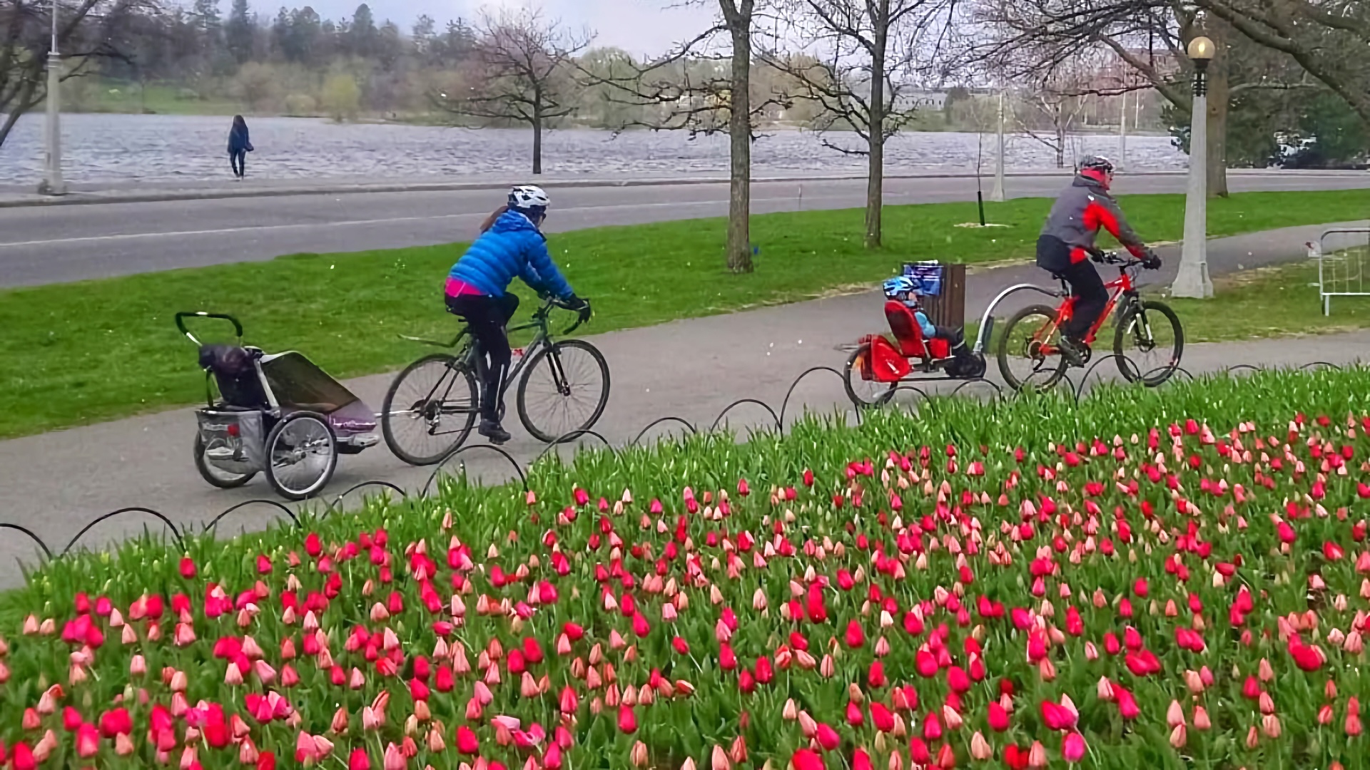 Two cyclists, each towing a trailer with a child, are riding along an asphalt path. There are bright red tulips in the foreground. There's a river in the background. Trees are mostly bare.